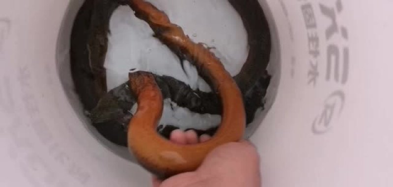 农村土黄鳝大黄鳝小黄鳝长鱼鳝鱼鲜活水产批发