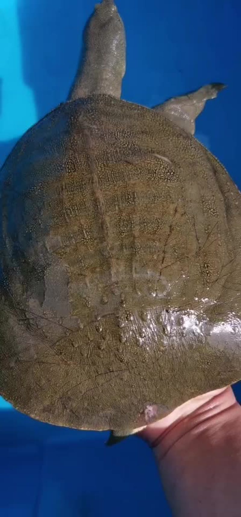 大河甲鱼黄甲鱼黑花甲鱼菜花甲鱼土甲鱼团鱼水鱼