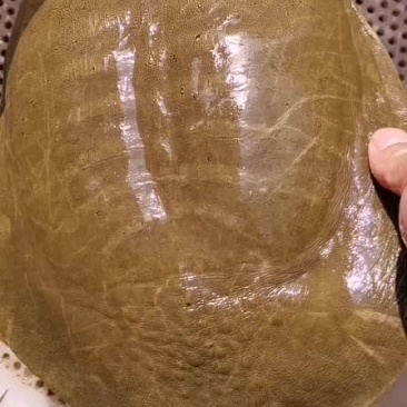 大河甲鱼黄甲鱼黑花甲鱼菜花甲鱼土甲鱼团鱼水鱼