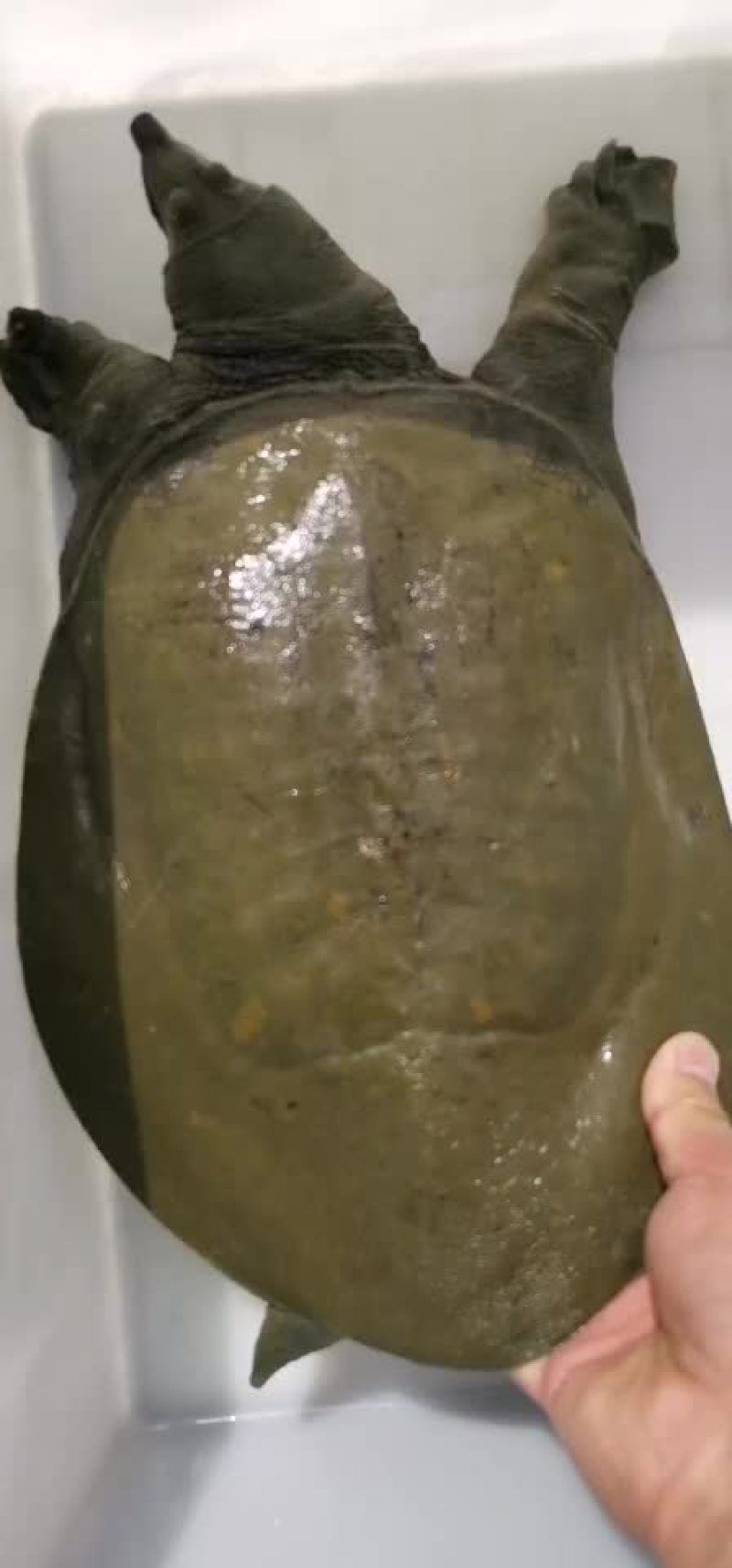 大河甲鱼黄甲鱼黑花甲鱼菜花甲鱼土甲鱼团鱼水鱼