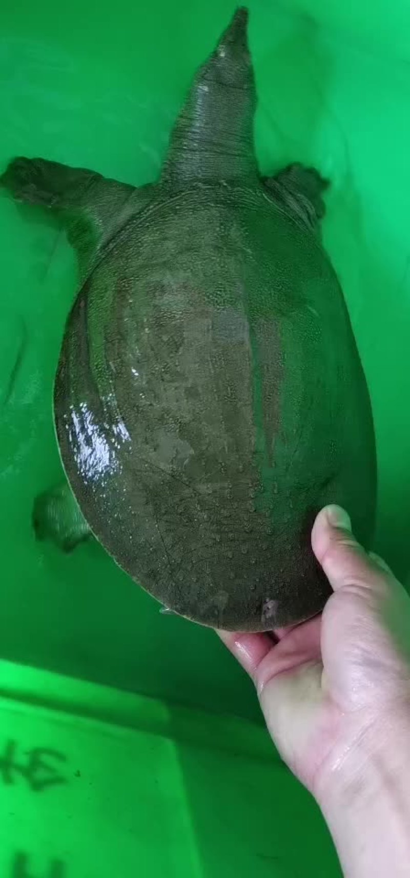 大河甲鱼黄甲鱼黑花甲鱼菜花甲鱼土甲鱼团鱼水鱼