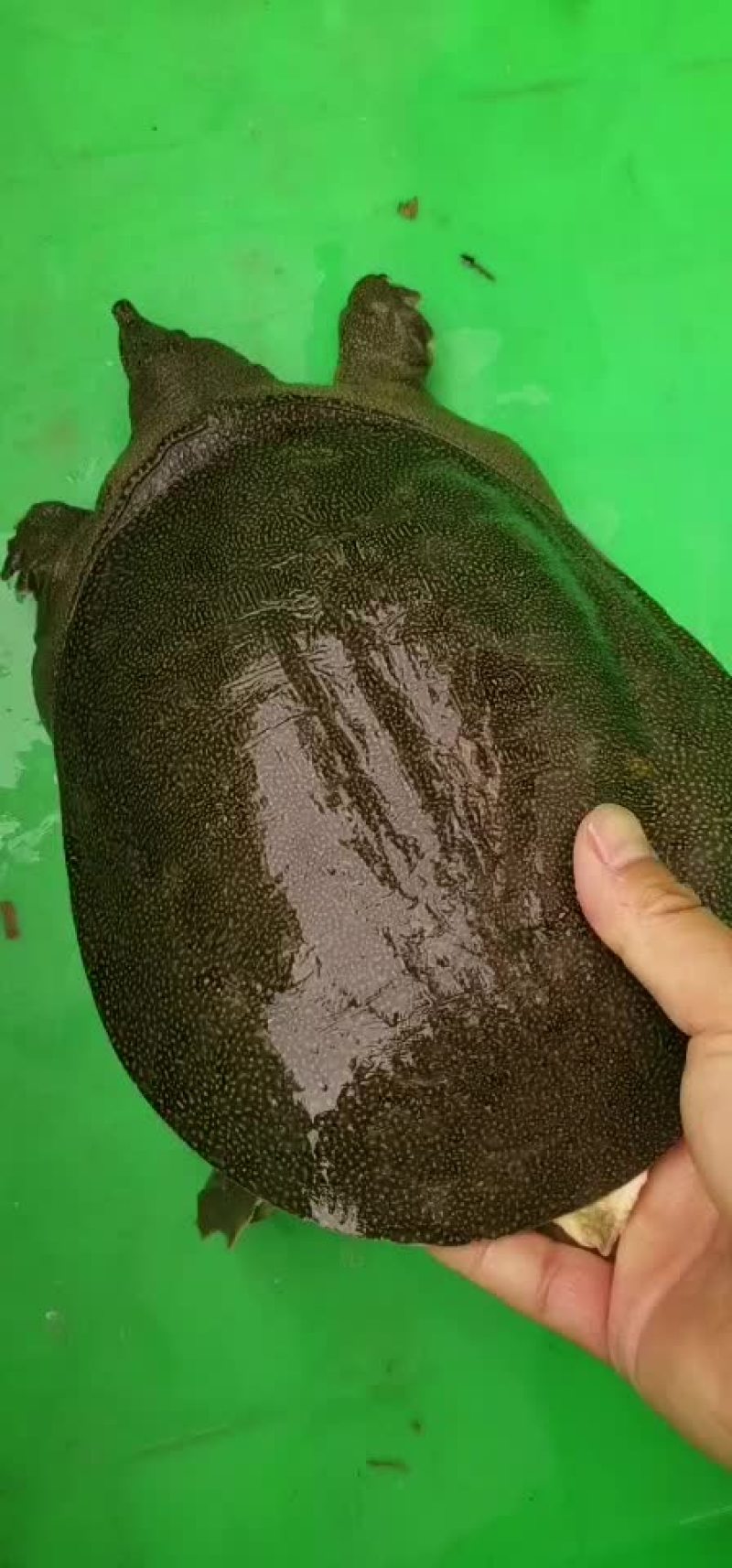 大河甲鱼黄甲鱼黑花甲鱼菜花甲鱼土甲鱼团鱼水鱼