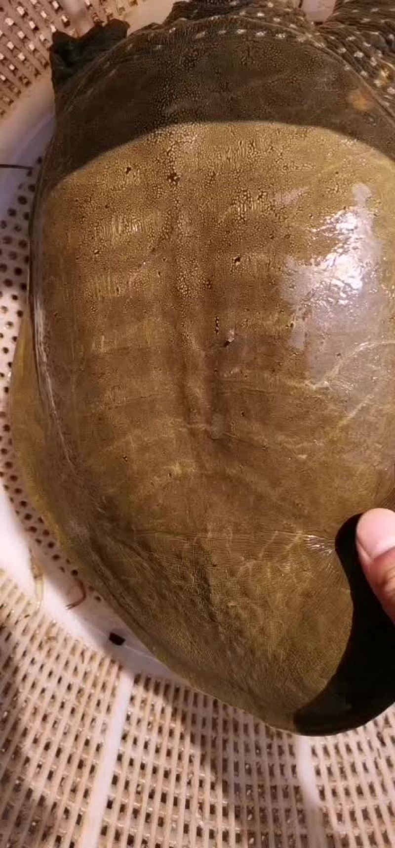 大河甲鱼黄甲鱼黑花甲鱼菜花甲鱼土甲鱼团鱼水鱼