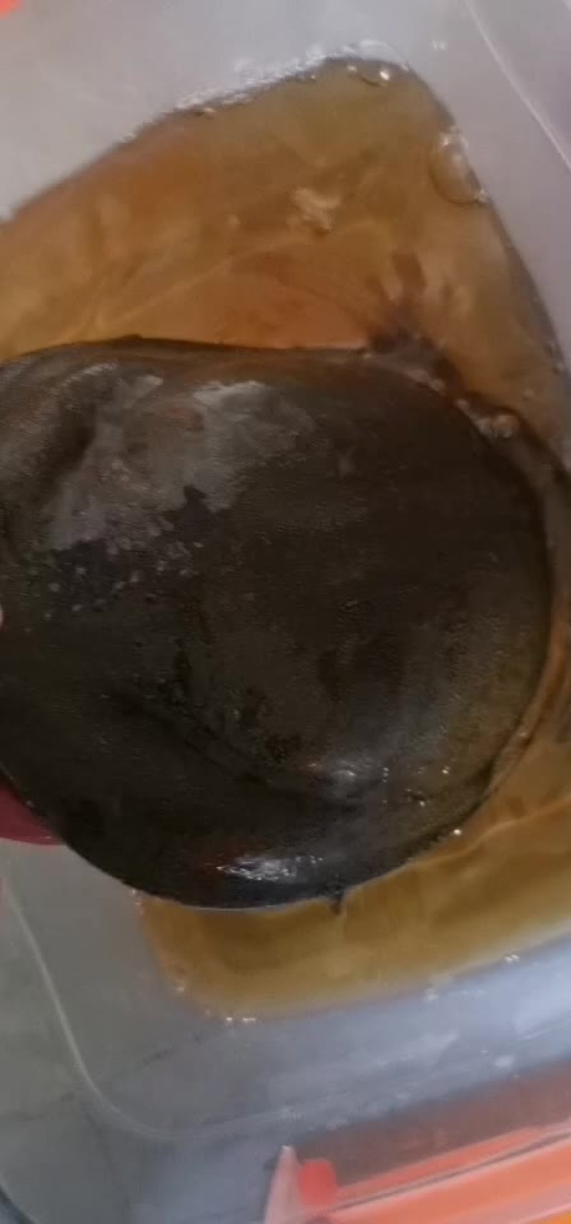 大河甲鱼黄甲鱼黑花甲鱼菜花甲鱼土甲鱼团鱼水鱼