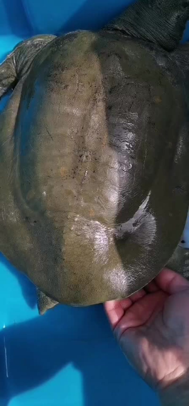 大河甲鱼黄甲鱼黑花甲鱼菜花甲鱼土甲鱼团鱼水鱼