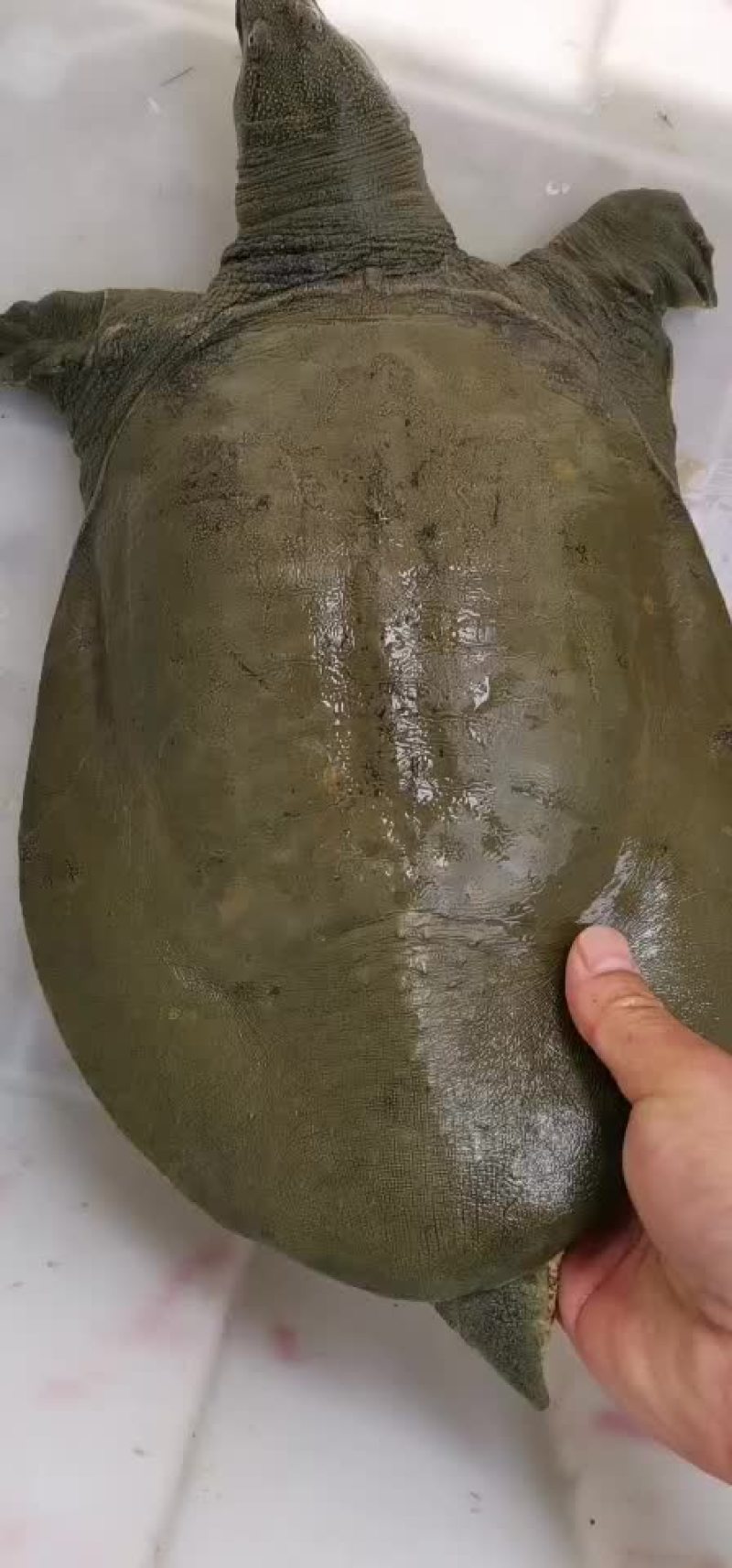大河甲鱼黄甲鱼黑花甲鱼菜花甲鱼土甲鱼团鱼水鱼