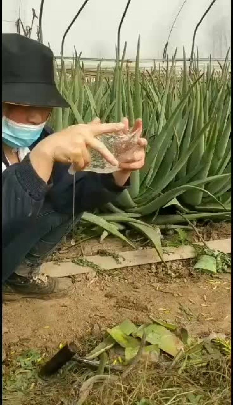 美国库拉索大芦荟和芦荟苗大量销售中