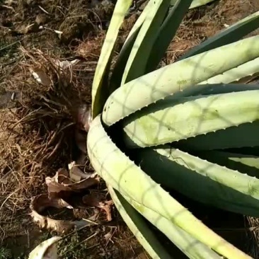 美国库拉索大芦荟和芦荟苗大量销售中