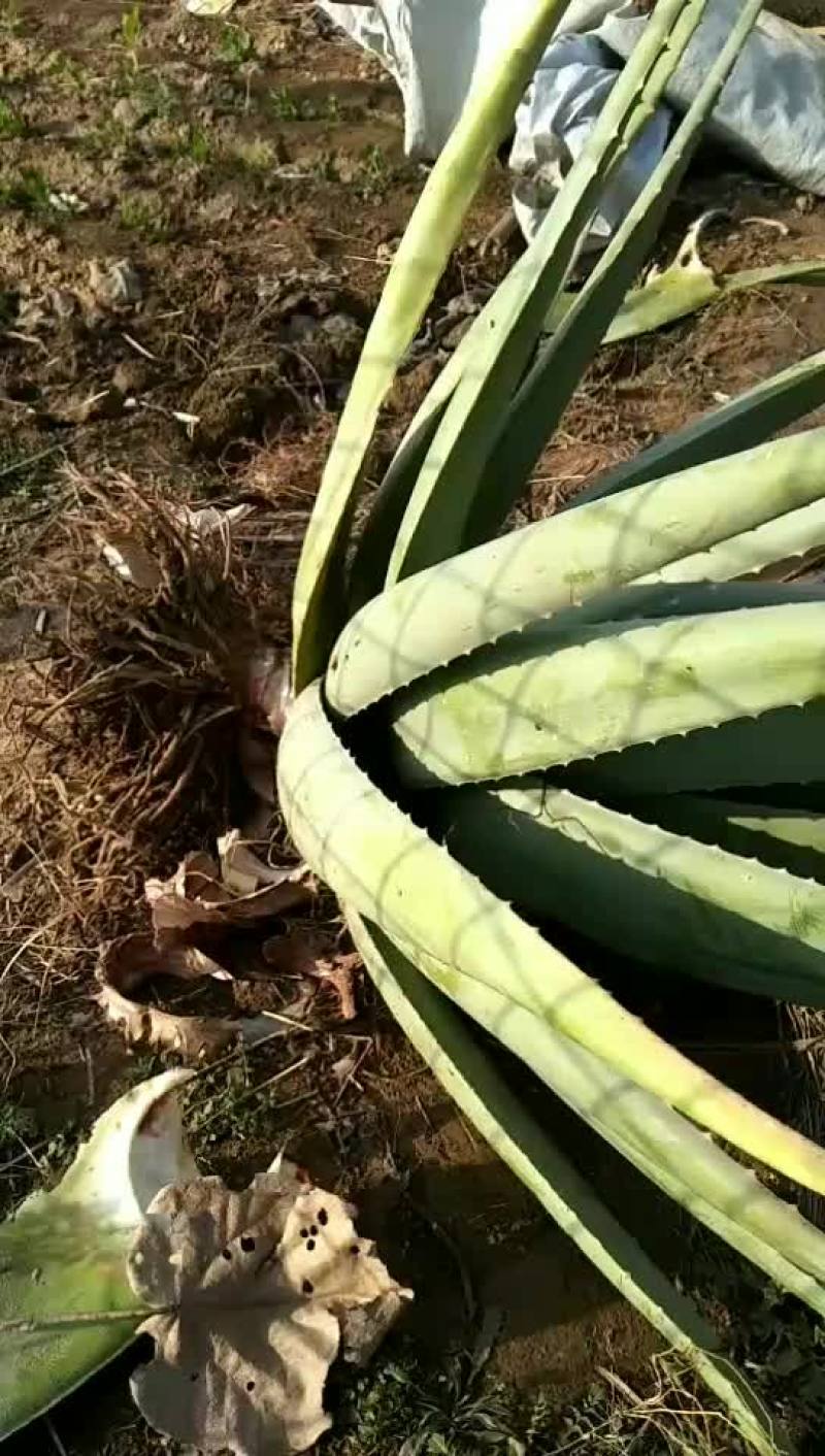 美国库拉索大芦荟和芦荟苗大量销售中