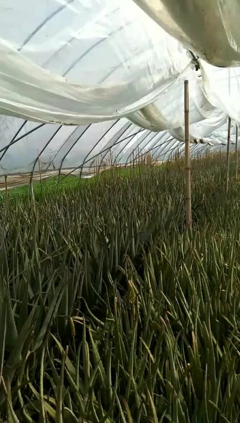 美国库拉索大芦荟和芦荟苗大量销售中