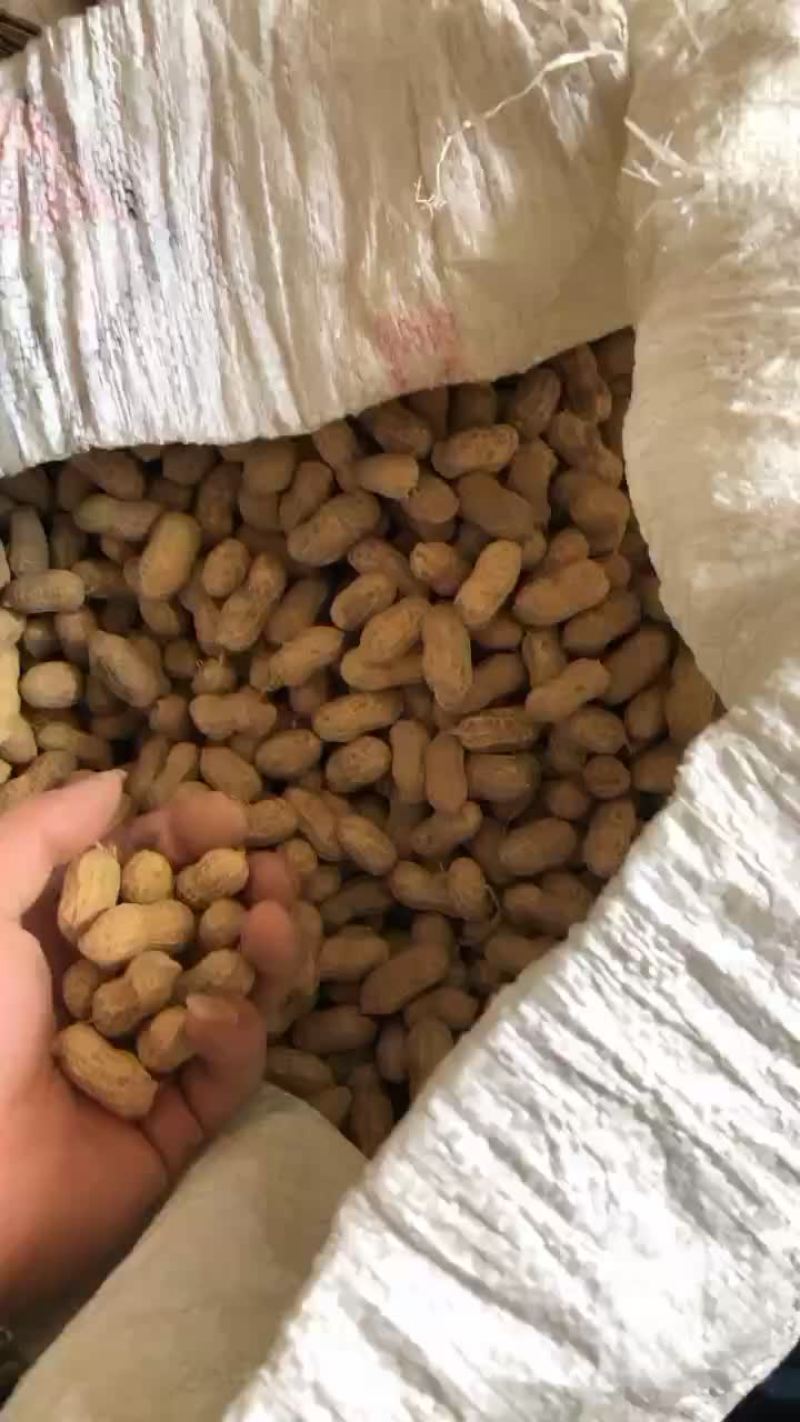 白沙系列天府三号系列花生都有
