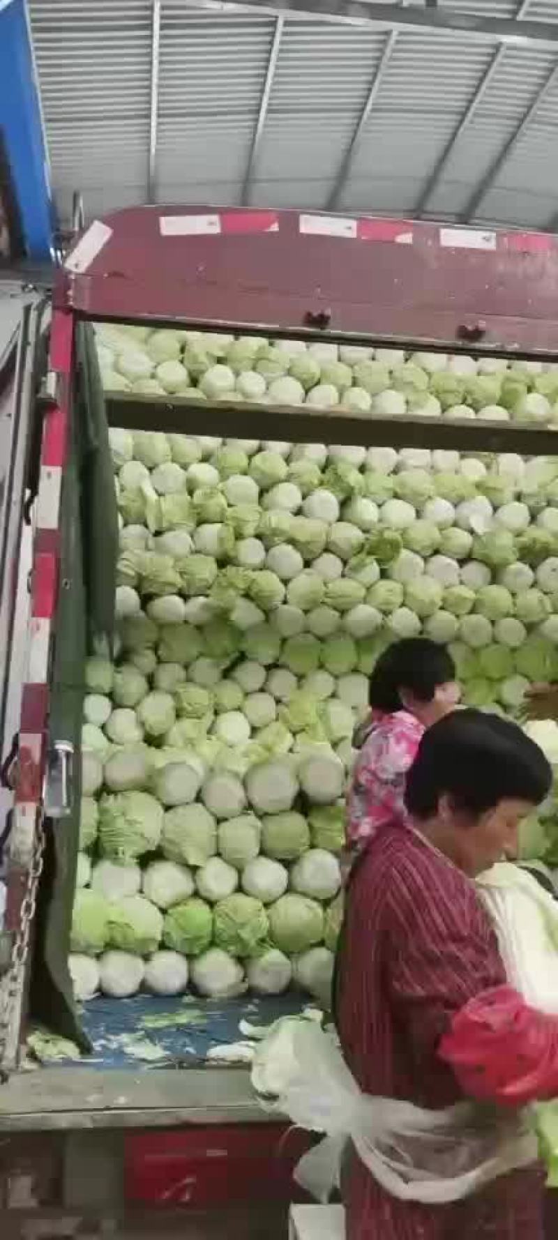 库存青杂3白菜大量出库