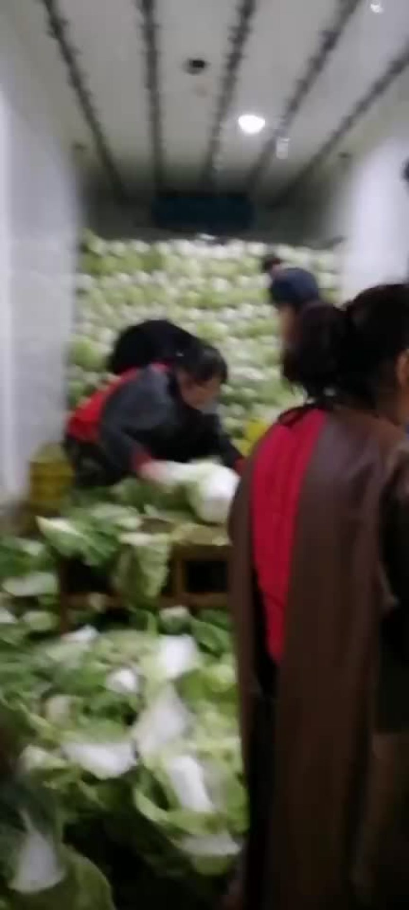 库存青杂3白菜大量出库