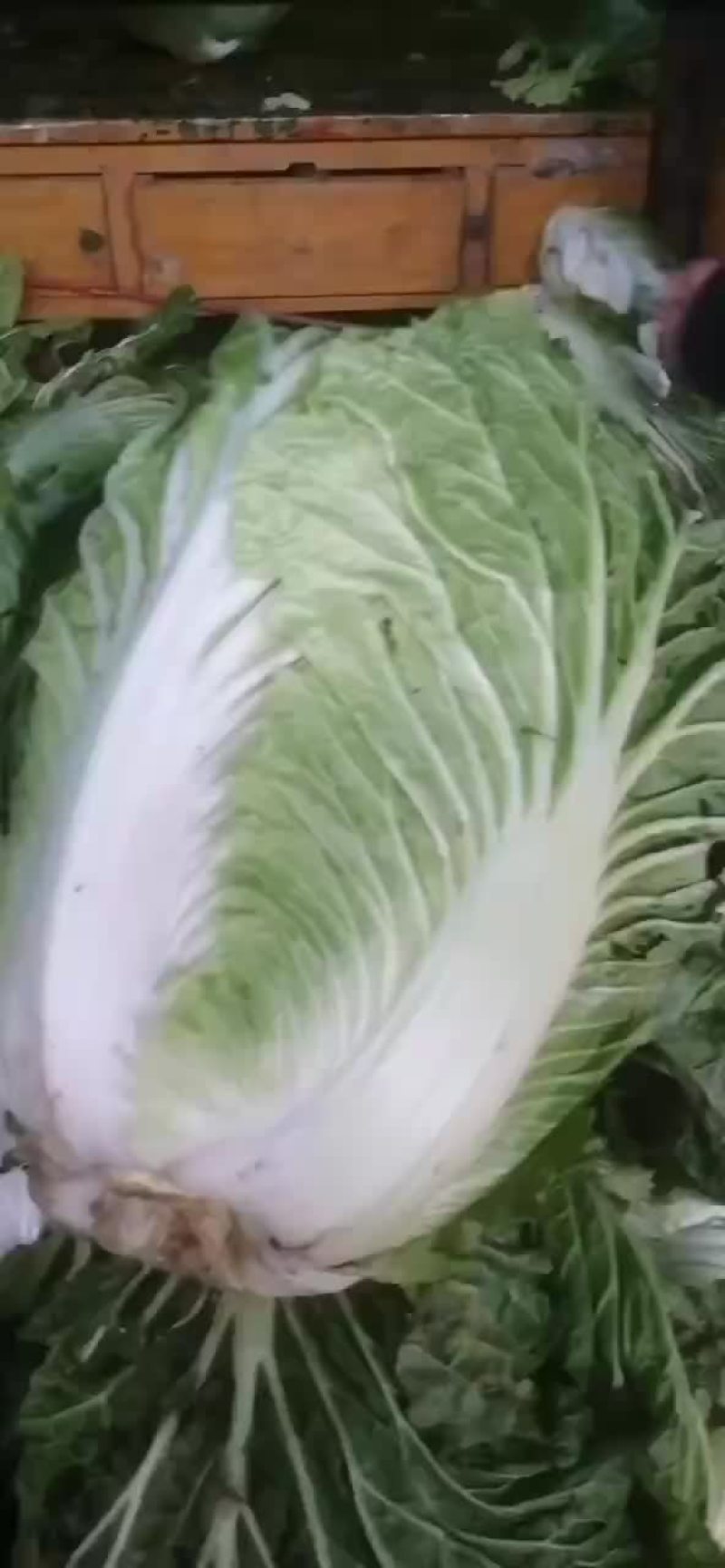 库存青杂3白菜大量出库