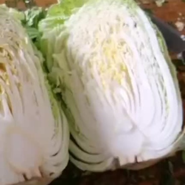 库存青杂3白菜大量出库
