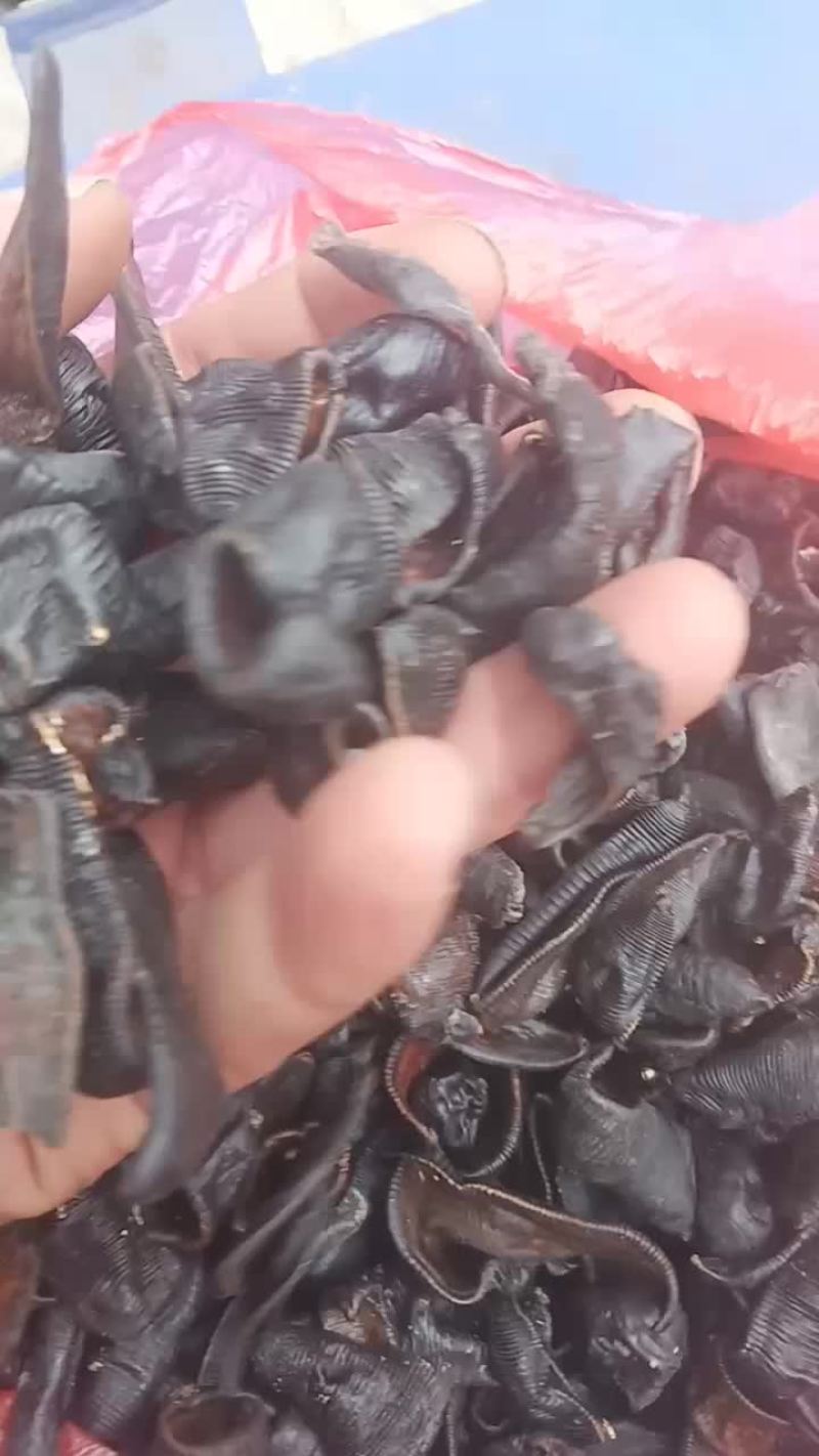 水蛭干（蚂蟥）清水吊干货山东临沂产地直销质量好价格合理