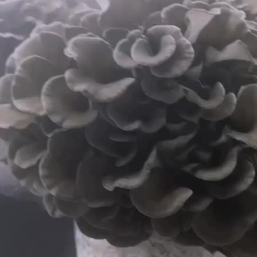 工厂化种植新鲜的舞茸（灰树花）常年供货