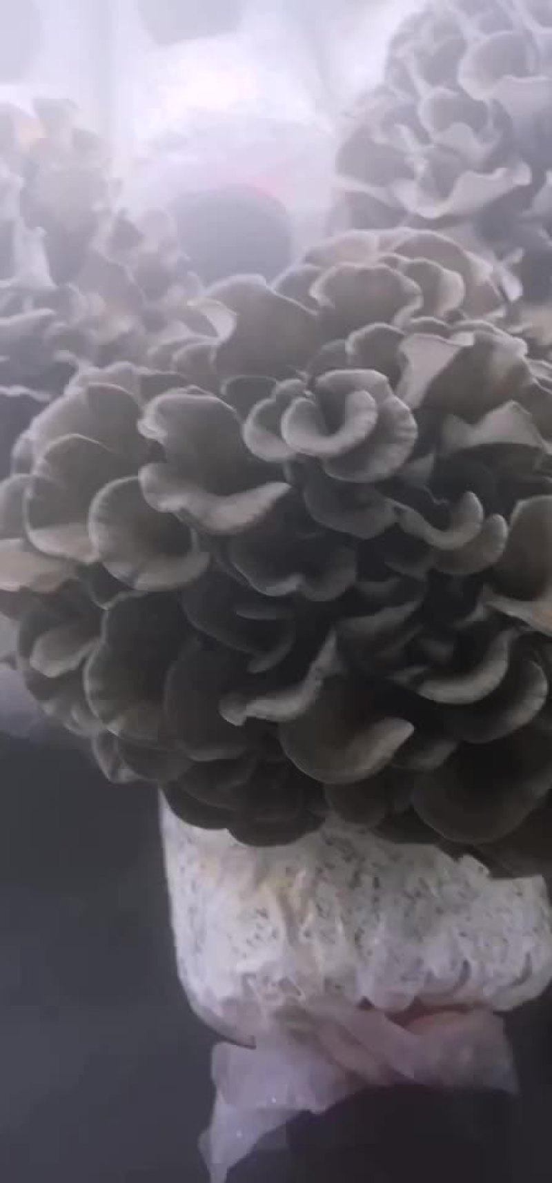 工厂化种植新鲜的舞茸（灰树花）常年供货