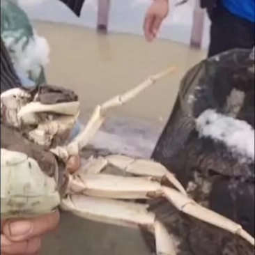 蟹苗白籽大眼幼体看看