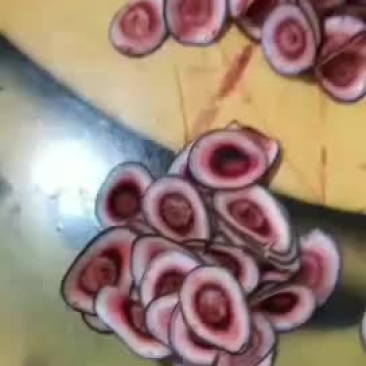 鲜鹿茸片，高质量，1件代发