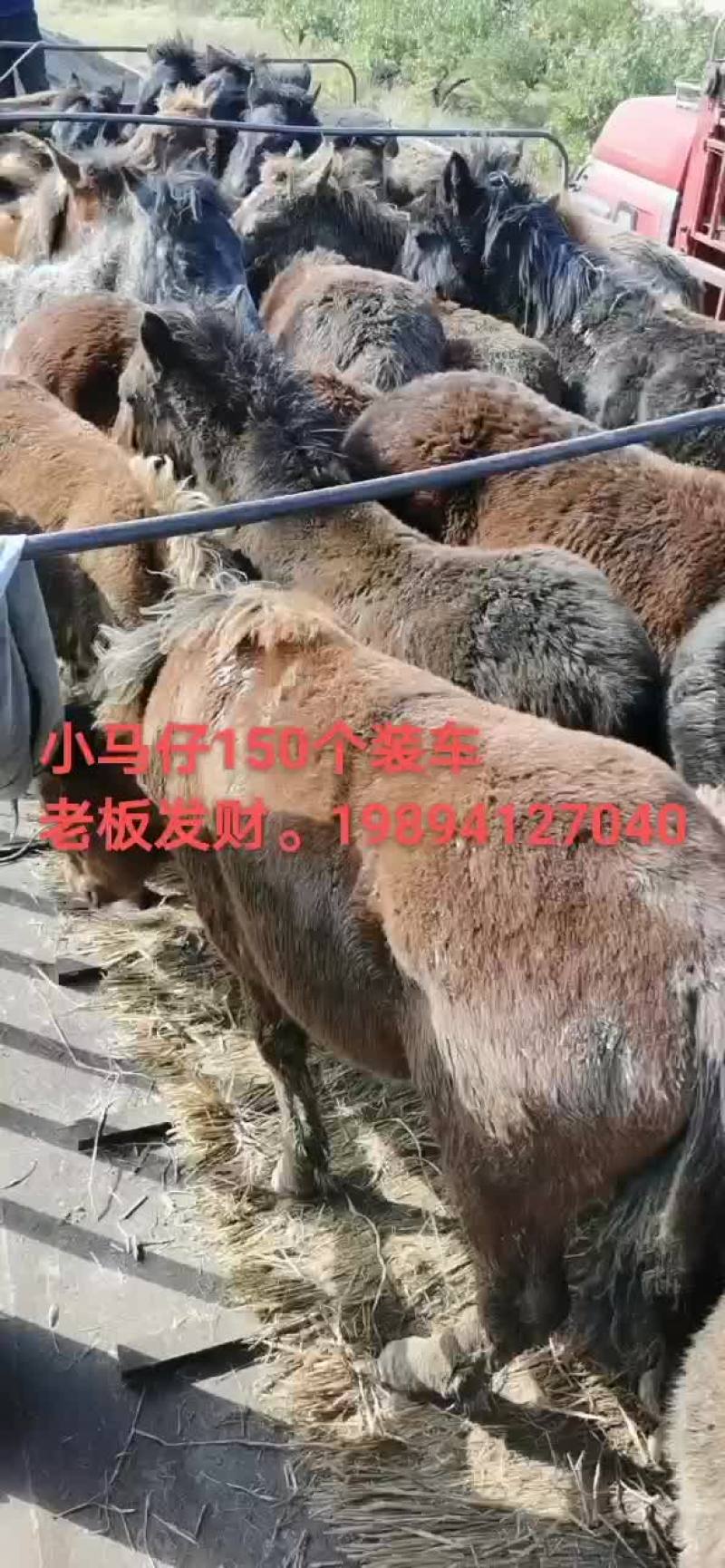 毛驴肉驴驴驹骡子马肉马