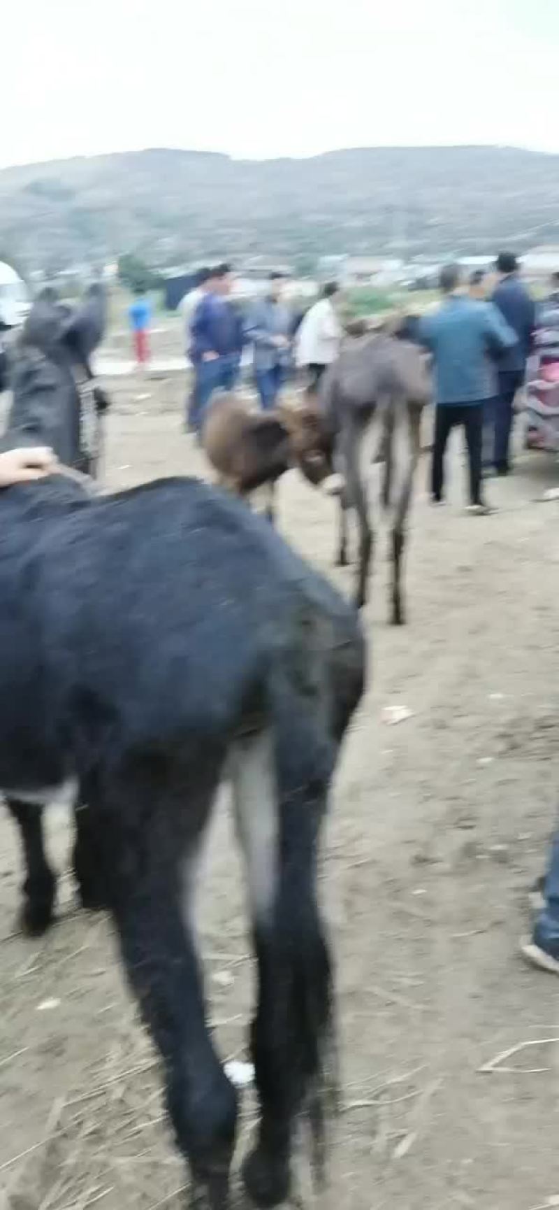 毛驴肉驴驴驹骡子马肉马