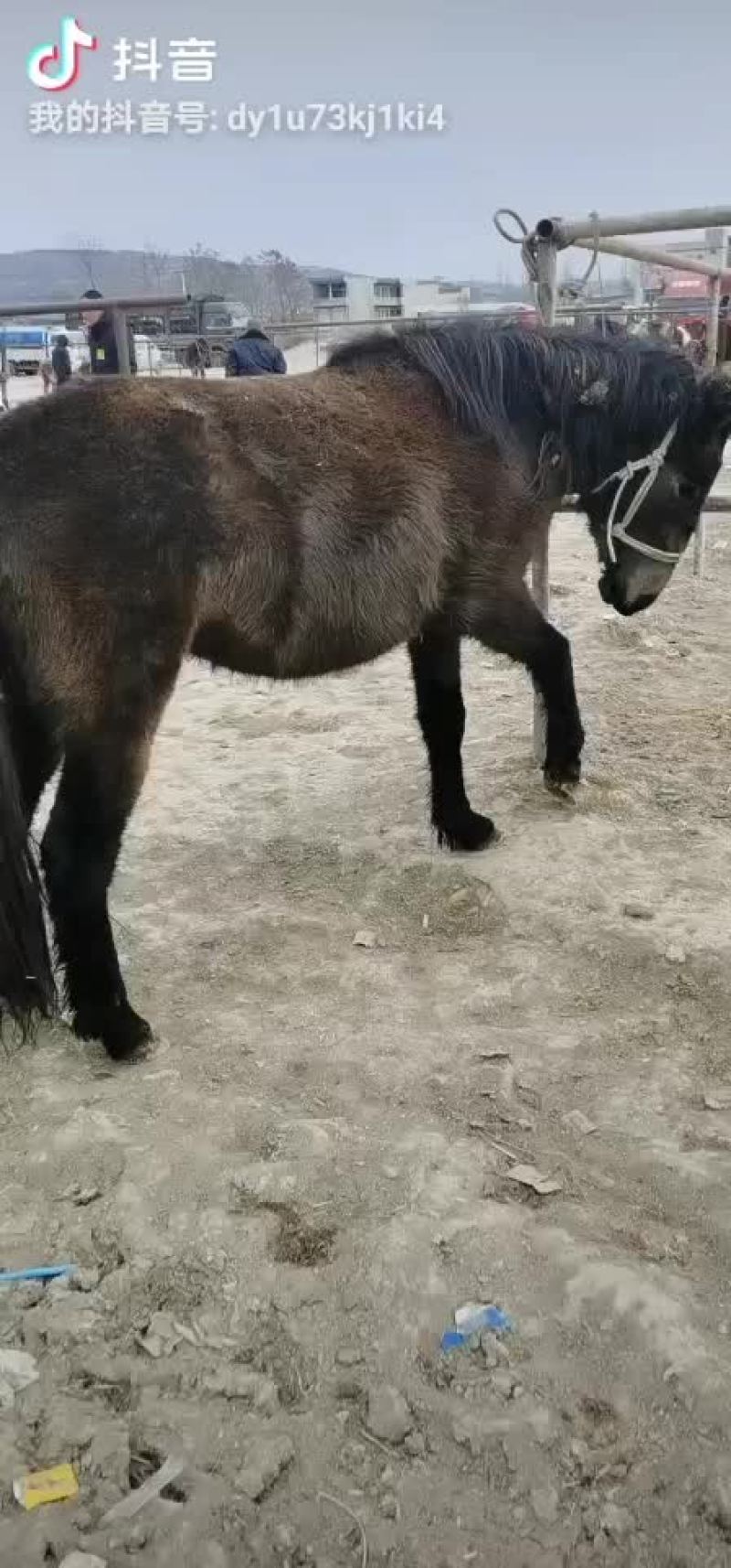 毛驴肉驴驴驹骡子马肉马