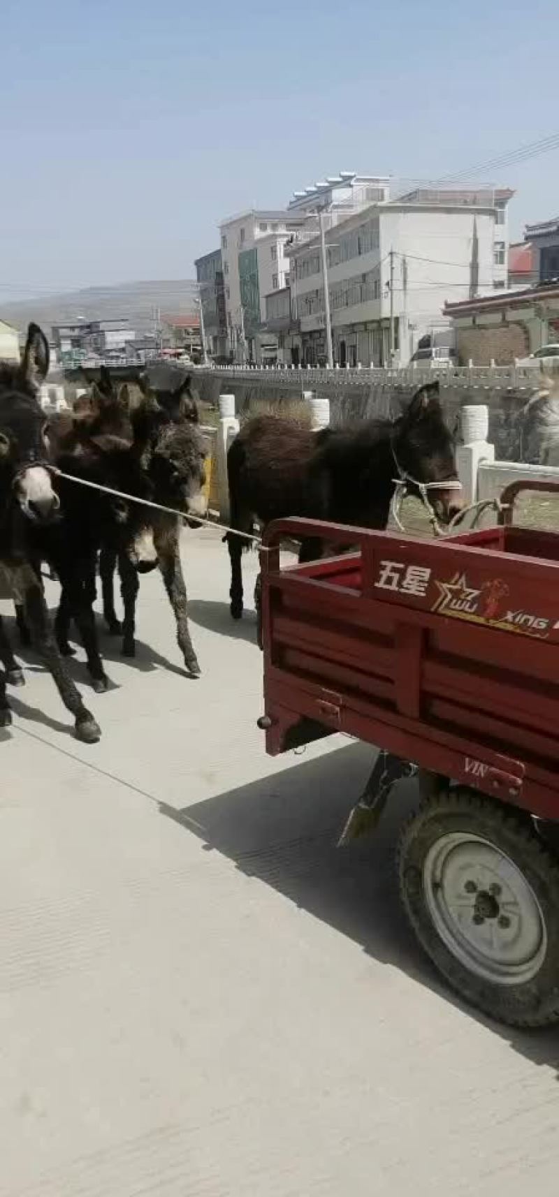 毛驴肉驴驴驹骡子马肉马