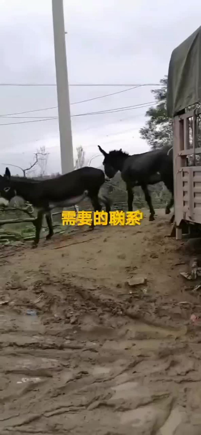 毛驴肉驴驴驹骡子马肉马