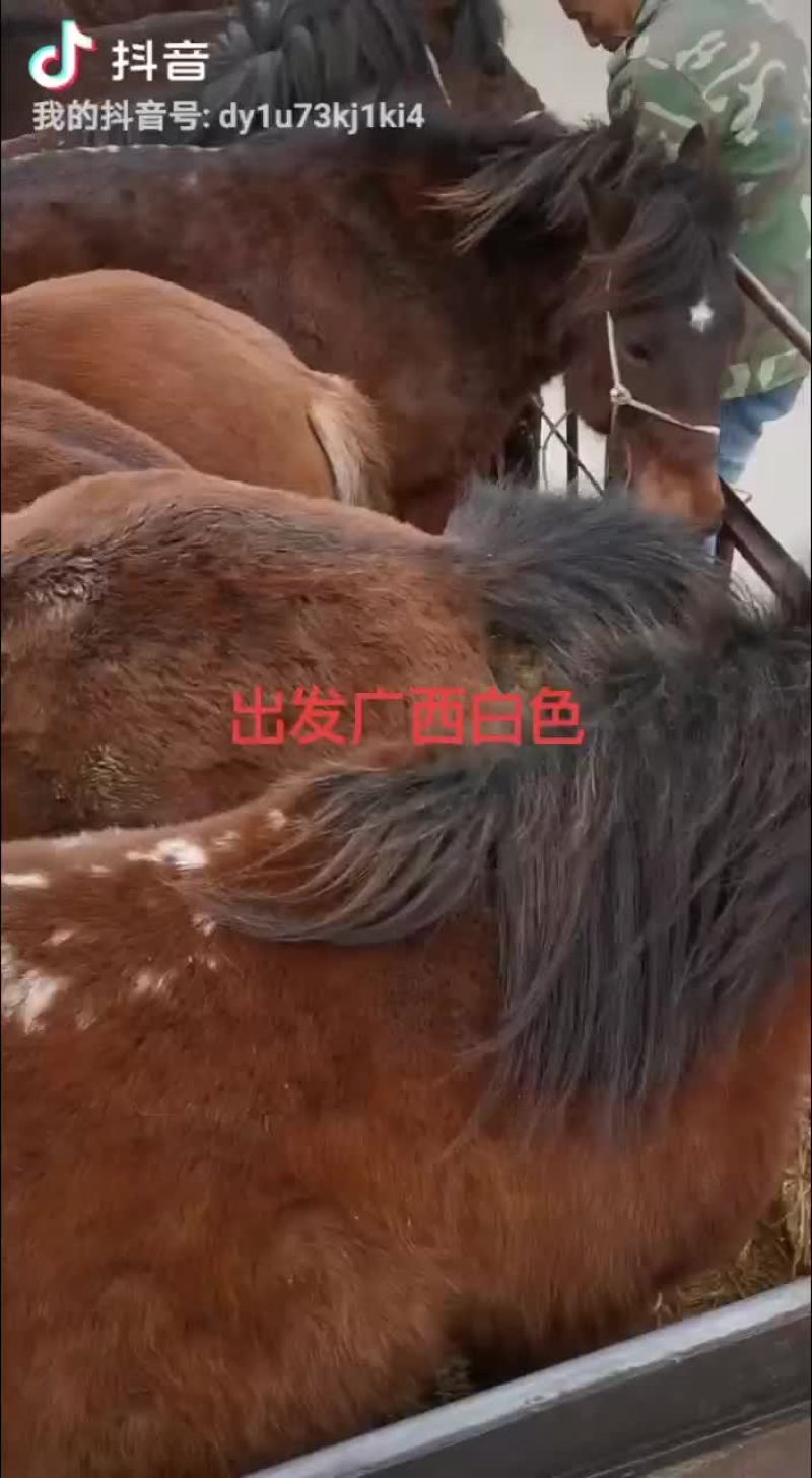 毛驴肉驴驴驹骡子马肉马