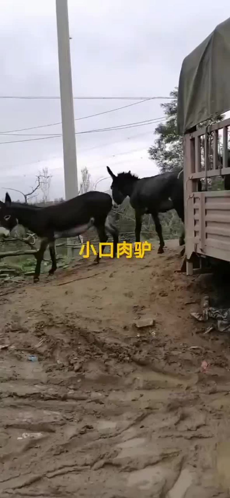 毛驴肉驴驴驹骡子马肉马
