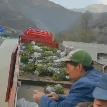 出售云杉苗，杯苗，量大，货好