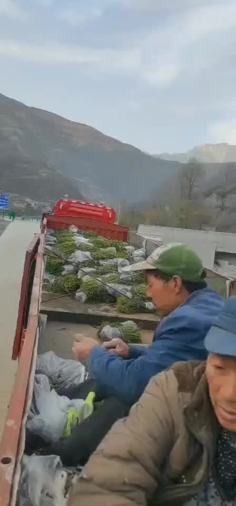 出售云杉苗，杯苗，量大，货好