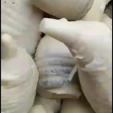 春笋楠竹笋又嫩又鲜欢迎来电