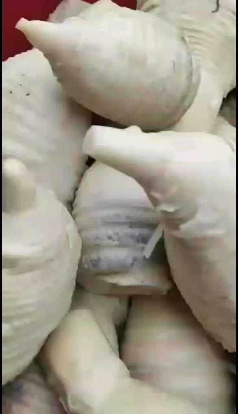 春笋楠竹笋又嫩又鲜欢迎来电