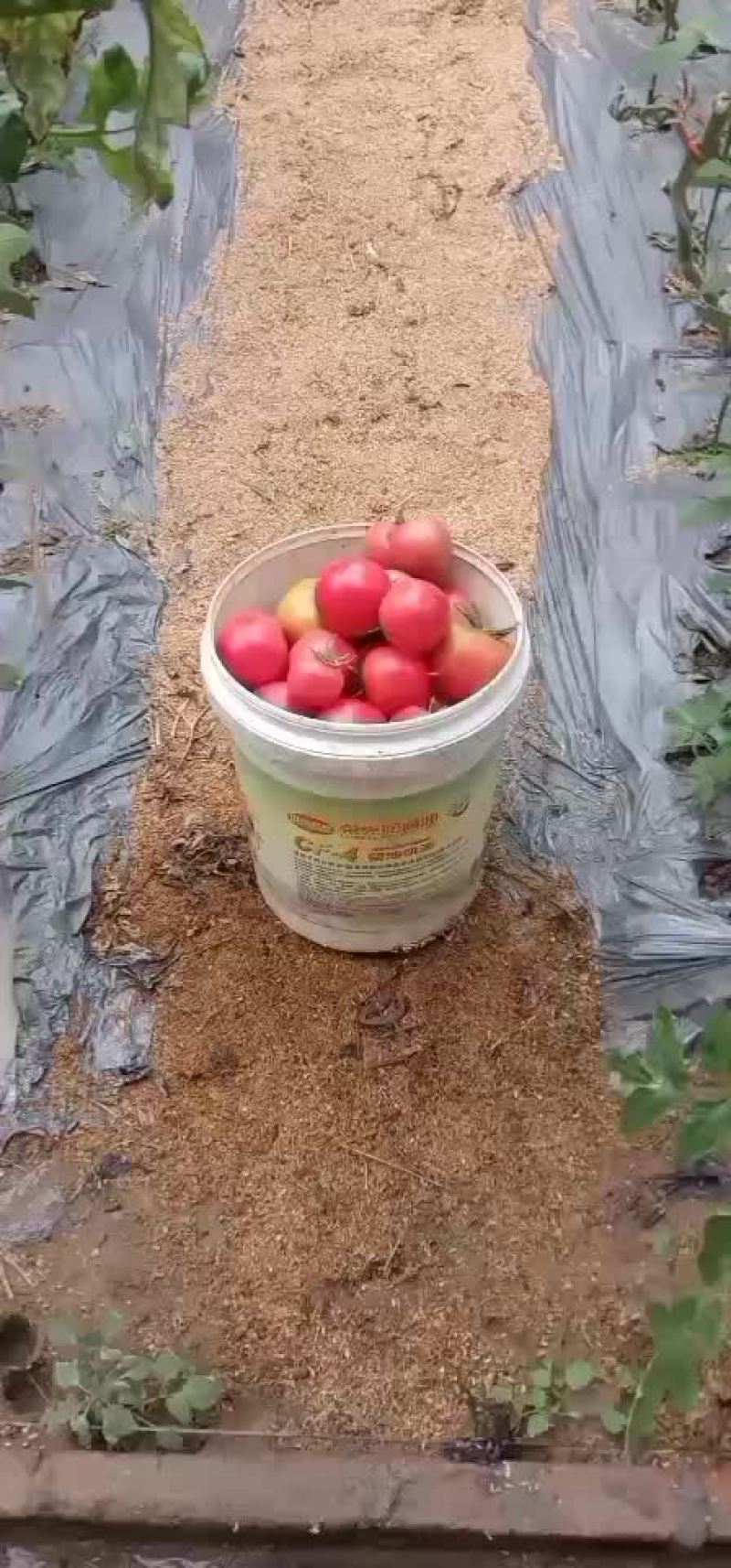 一般通货。口感型。西红柿