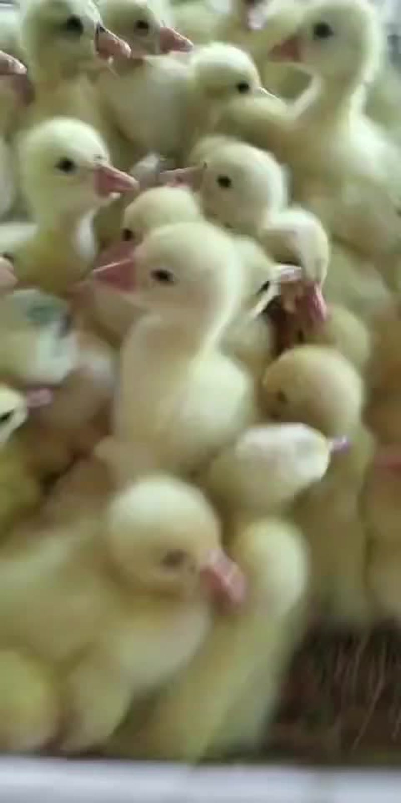 纯种大三花鹅苗大种三花鹅