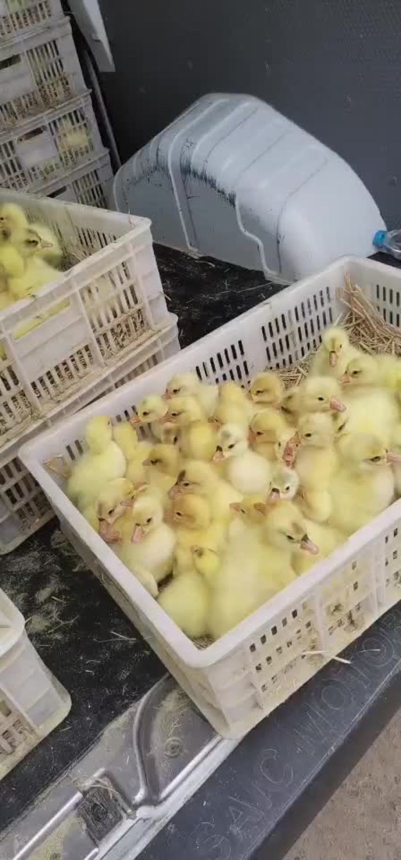 纯种大三花鹅苗大种三花鹅