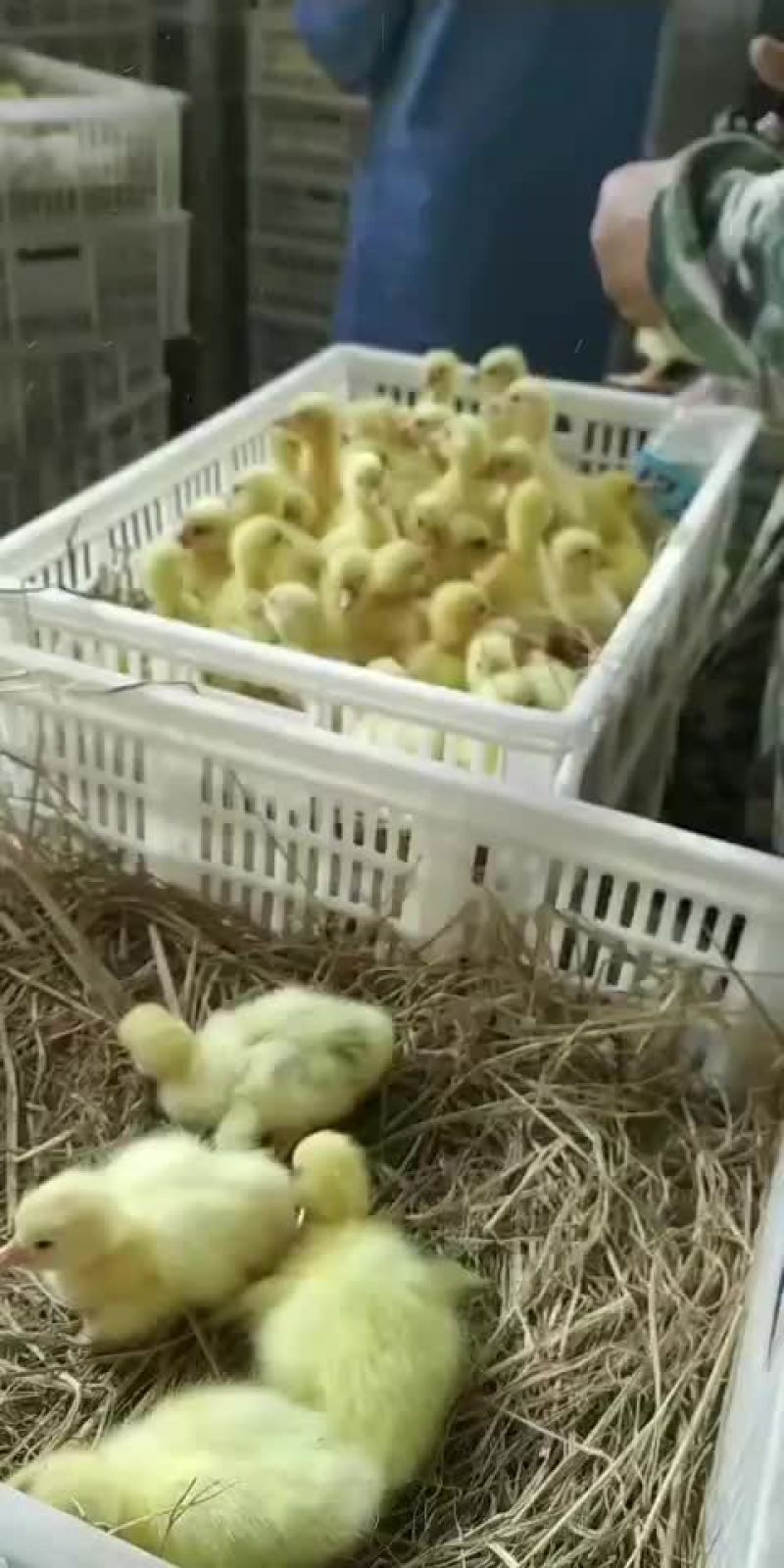 纯种大三花鹅苗大种三花鹅