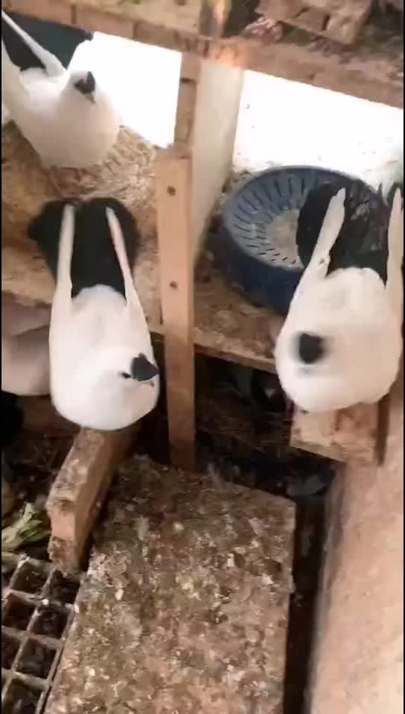 观赏鸽点子出售需要的可以联系