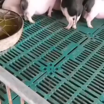供应纯种巴马香猪，香猪苗