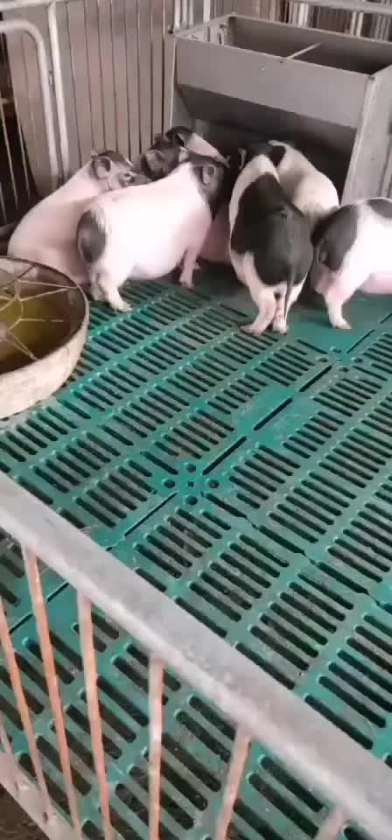 供应纯种巴马香猪，香猪苗