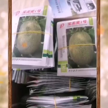 哈密瓜山东济南章丘高官寨镇万亩哈密瓜产地，
