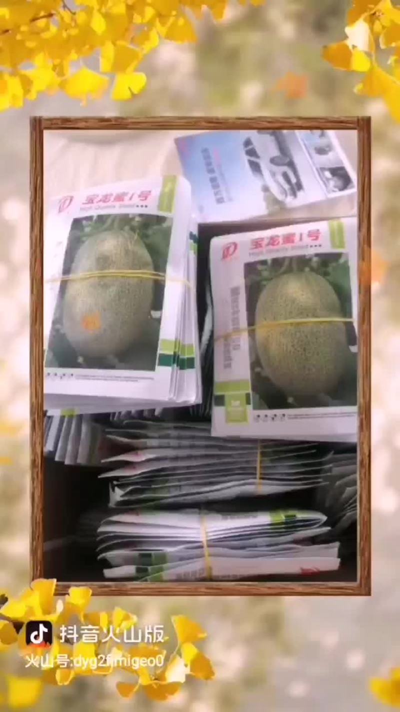 哈密瓜山东济南章丘高官寨镇万亩哈密瓜产地，