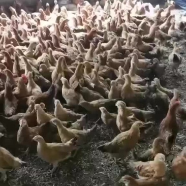 脱温鸡，现货几万只，需要的老板看过来