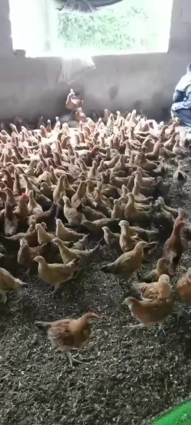 脱温鸡，现货几万只，需要的老板看过来