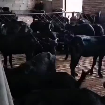 怒比亚黑山羊，开始出售，要的联系