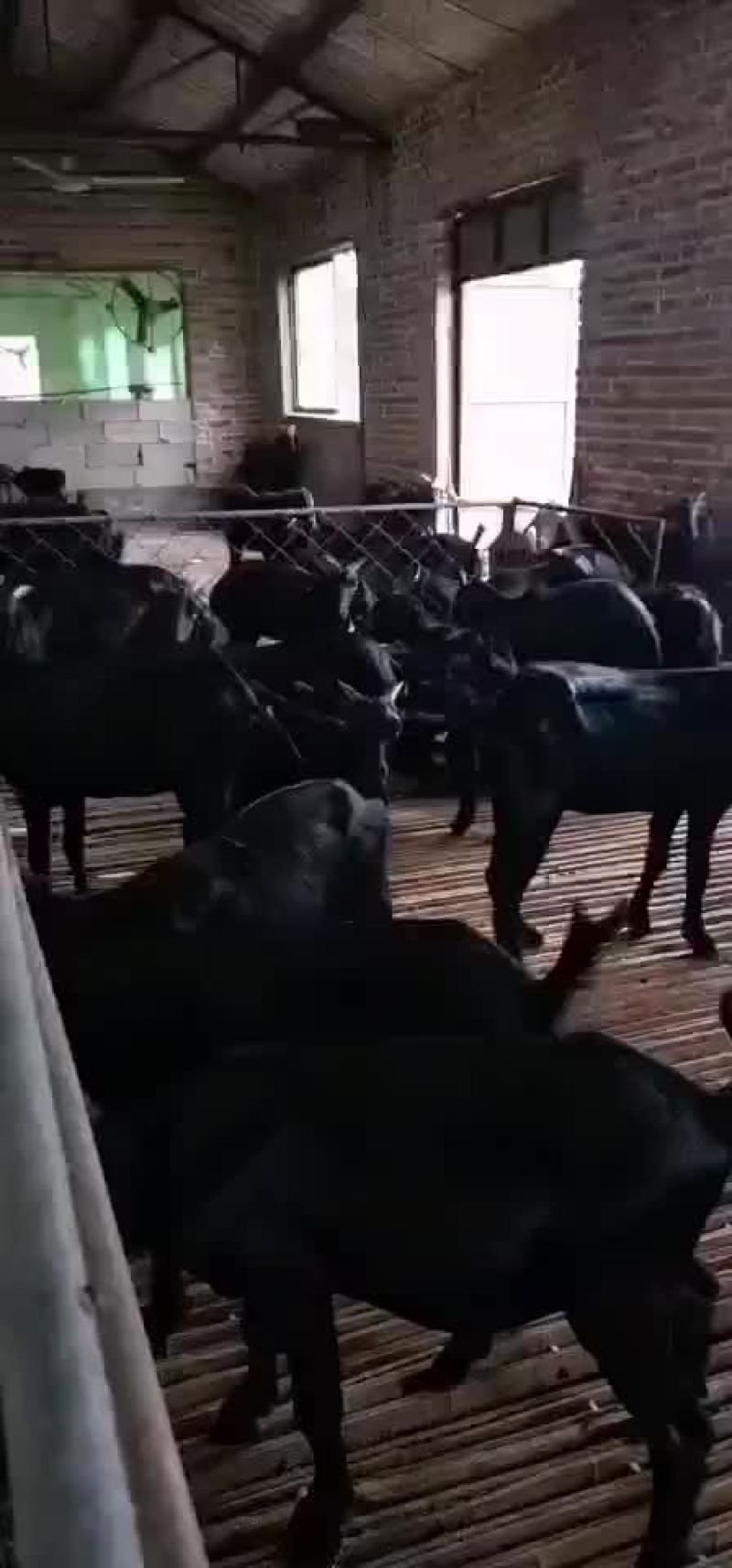 怒比亚黑山羊，开始出售，要的联系