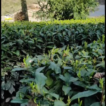 稽山龙井茶场/绿色产品