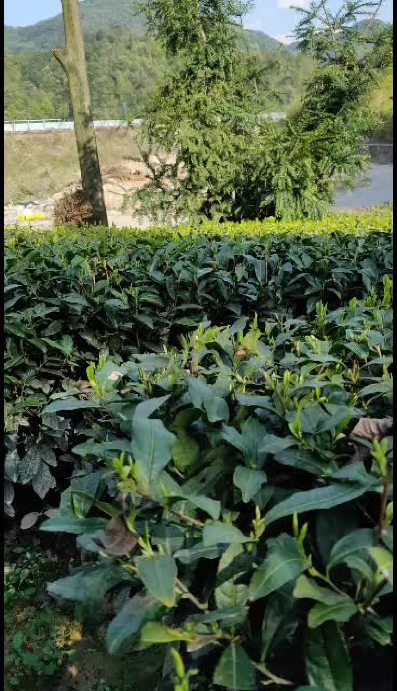 稽山龙井茶场/绿色产品